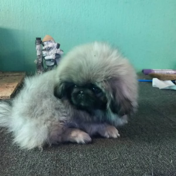 Pechinese cuccioli in vendita | Foto 1