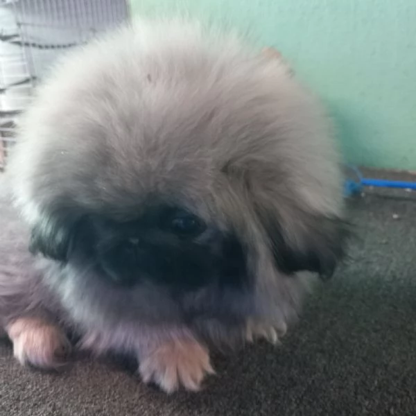 Pechinese cuccioli in vendita | Foto 0
