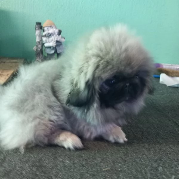 Pechinese cuccioli in vendita