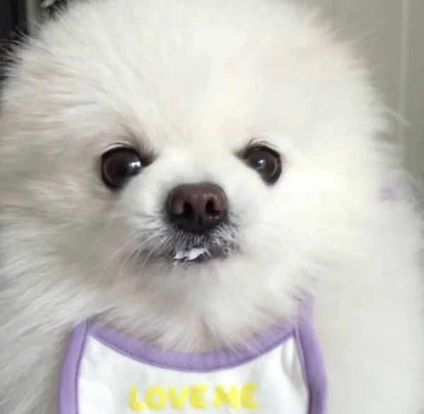 pomeranian pupi