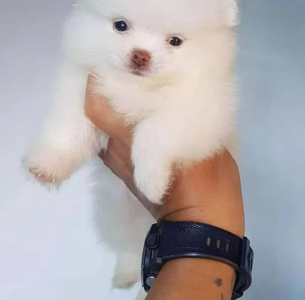 pomeranian pupo | Foto 0