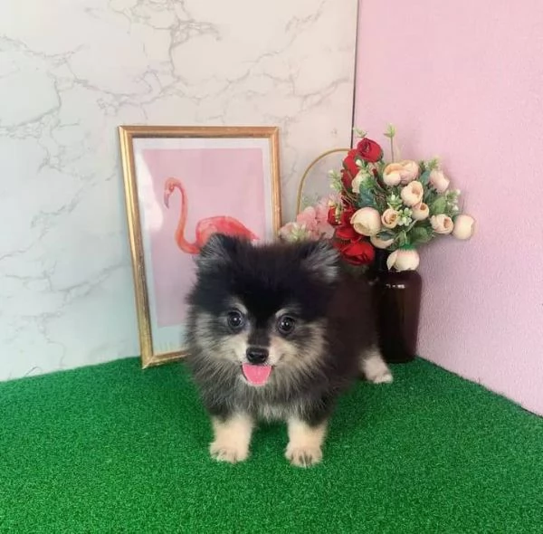 pomeranian pupo