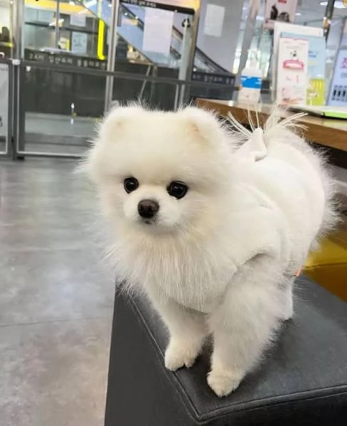   pomeranian puppy | Foto 0