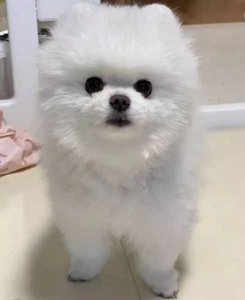   pomeranian puppy