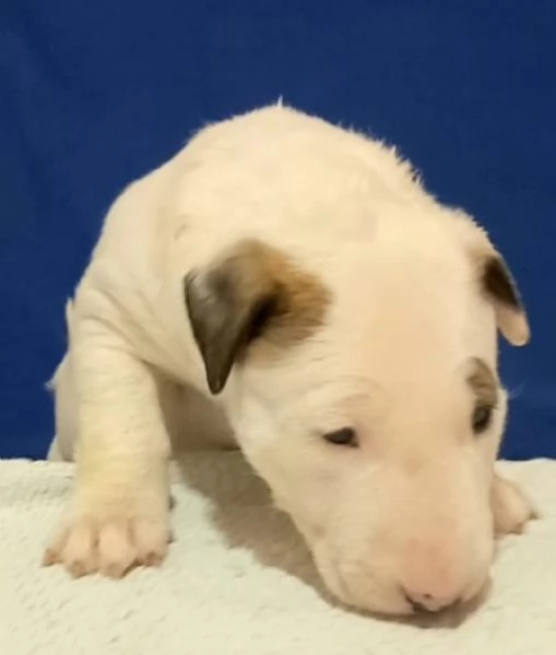 Bull terrier cuccioli | Foto 5