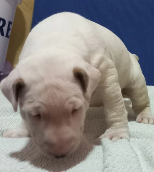 Bull terrier cuccioli | Foto 4