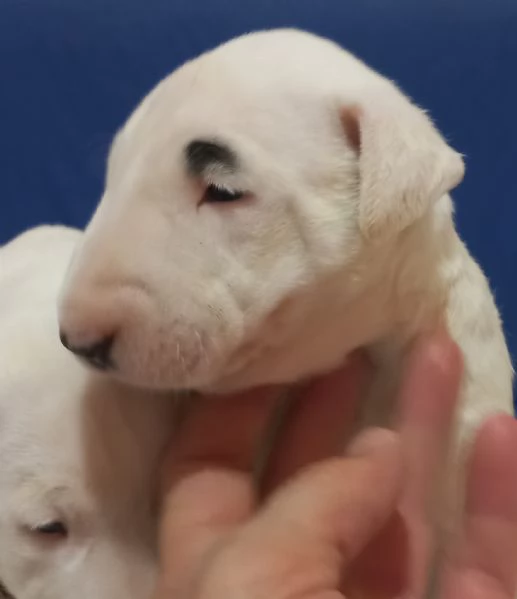 Bull terrier cuccioli | Foto 3