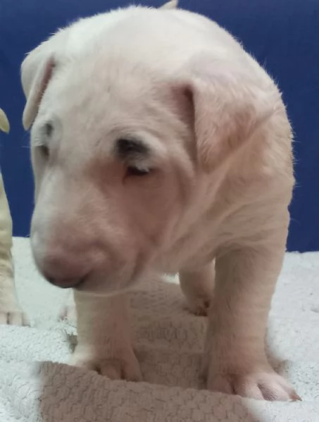 Bull terrier cuccioli | Foto 0