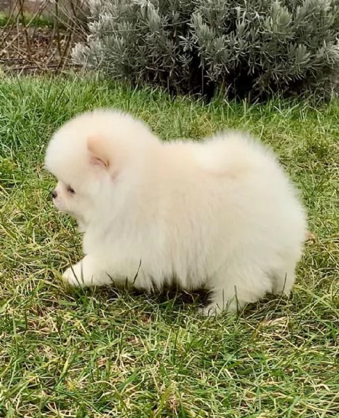 Regala cuccioli di Pomerania  femmine in adozione[] | Foto 0