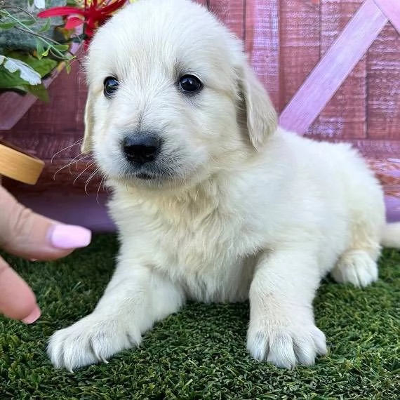Cucciole di Golden retriever di circa 3 mesi.