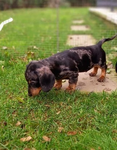 Regalo cuccioli maschi e bassotto | Foto 2