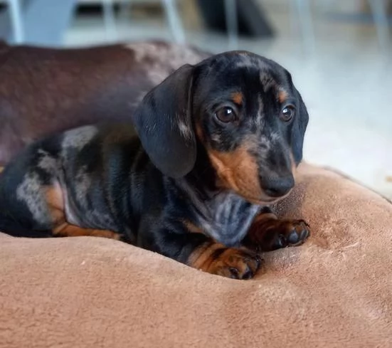 Regalo cuccioli maschi e bassotto | Foto 1