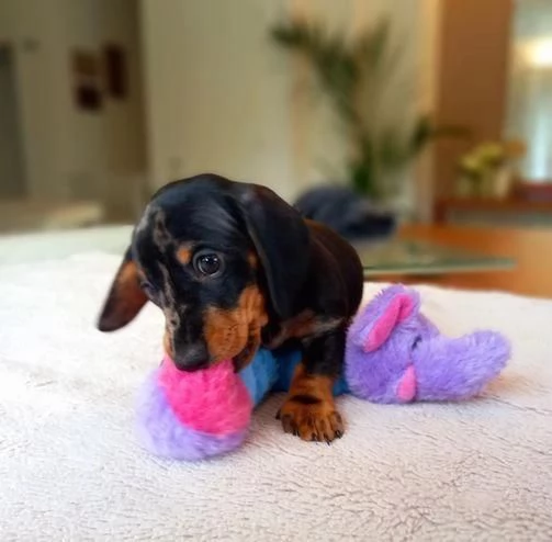 Regalo cuccioli maschi e bassotto | Foto 0