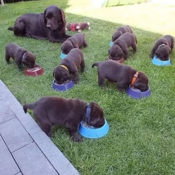 Regalo cuccioli di Labrador maschi e femmine | Foto 2
