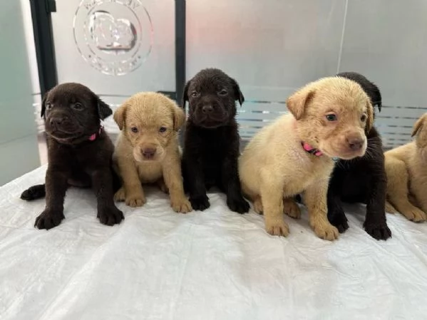 Regalo cuccioli di Labrador maschi e femmine