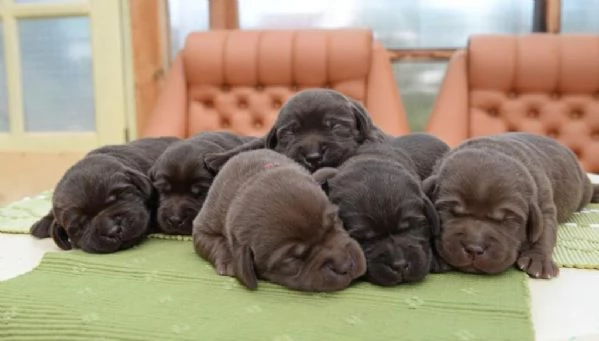 Regalo cuccioli di Labrador maschi e femmine | Foto 0