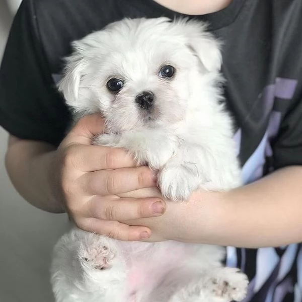 Cuccioli maltesi molto dolci e affascinanti (+[numero nascosto]60)