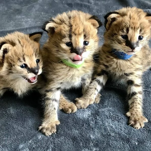 bellissimi gattini serval, savana e caracal | Foto 6