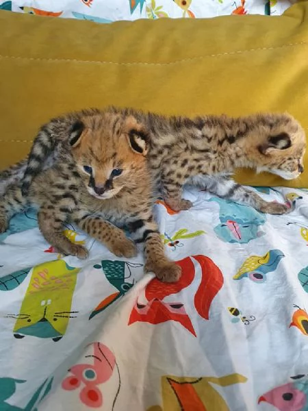 bellissimi gattini serval, savana e caracal | Foto 4