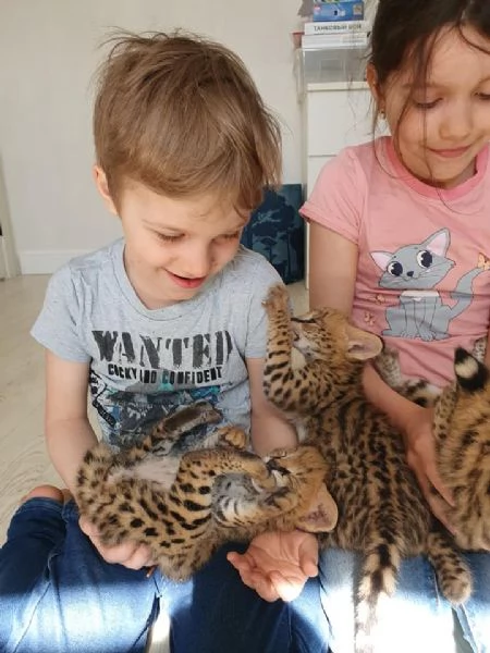 bellissimi gattini serval, savana e caracal | Foto 1