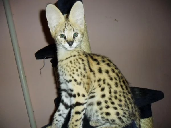 bellissimi gattini serval, savana e caracal
