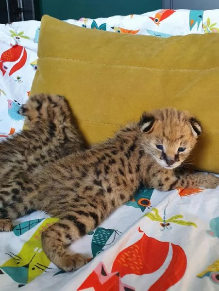 bellissimi gattini serval, savana e caracal | Foto 0