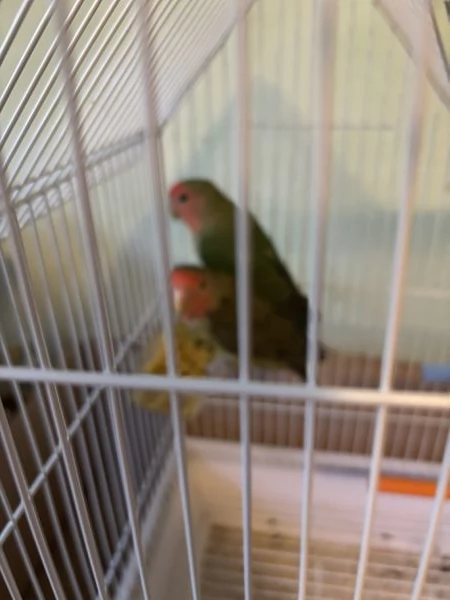 Inseparabili vendita | Foto 0