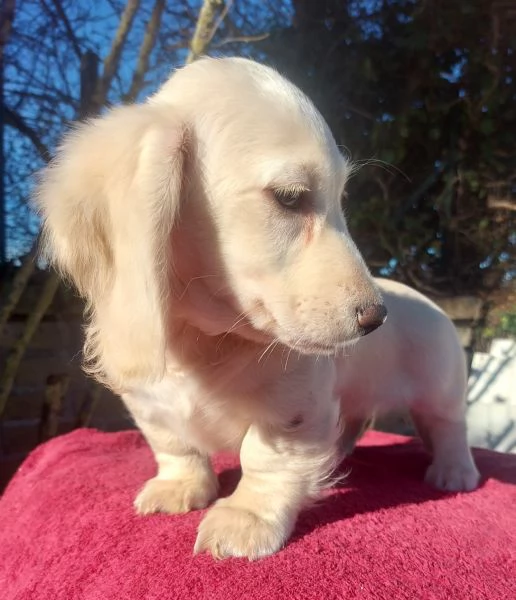 Bassottino nano pelo lungo | Foto 6