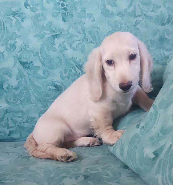 Bassottino nano pelo lungo | Foto 5