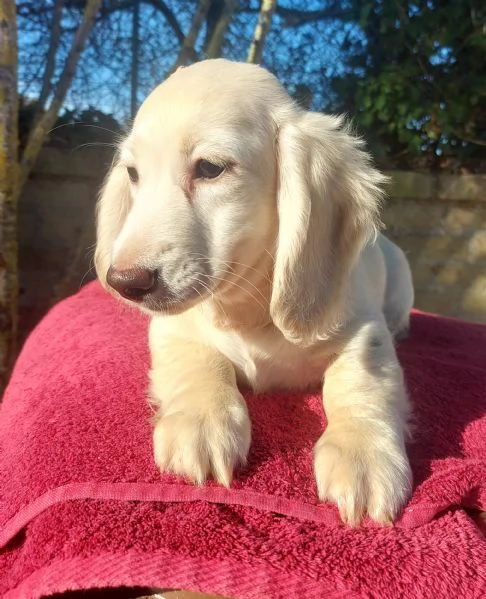 Bassottino nano pelo lungo | Foto 4