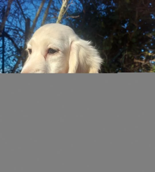 Bassottino nano pelo lungo | Foto 3