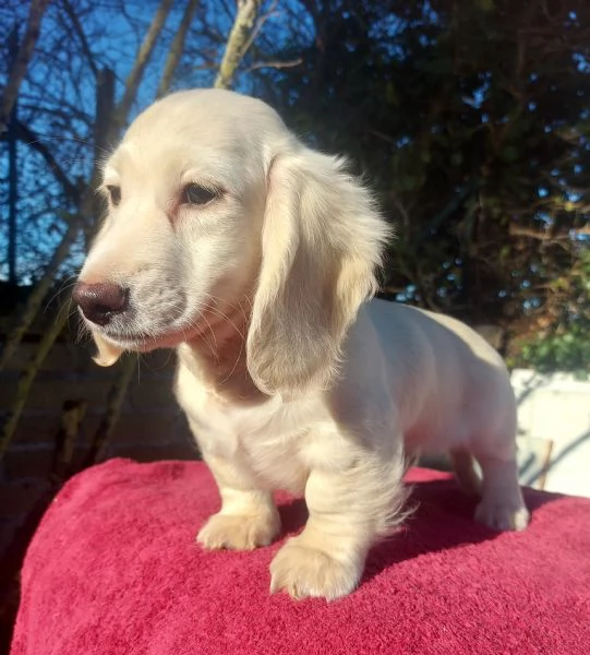 Bassottino nano pelo lungo