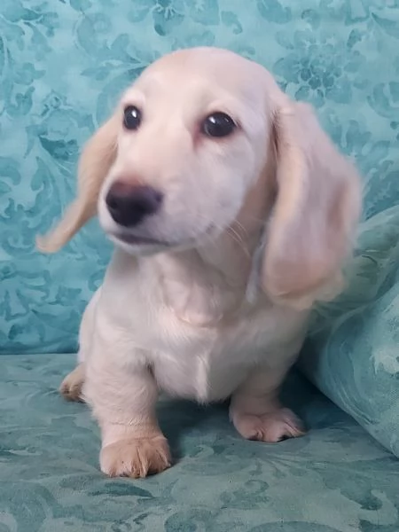 Bassottino nano pelo lungo | Foto 2