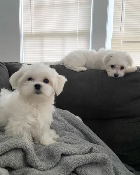 Cuccioli di maltese ben socializzati (+[numero nascosto]60)
