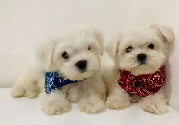 Maltesi cuccioli tutti bianchi | Foto 0