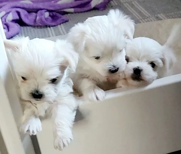 Maltesi cuccioli tutti bianchi