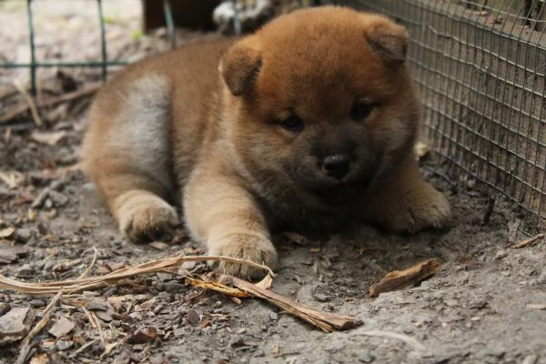 Shiba cucciolo con pedigree.