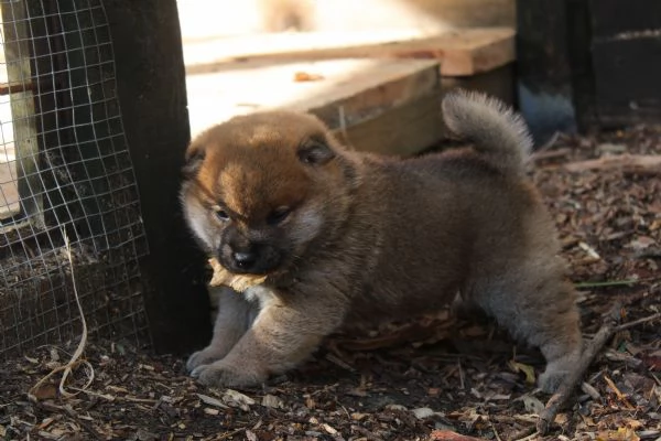 Shiba cucciolo con pedigree. | Foto 4