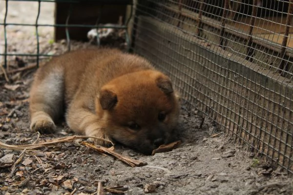 Shiba cucciolo con pedigree. | Foto 3