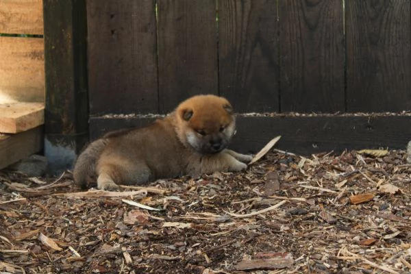 Shiba cucciolo con pedigree. | Foto 2
