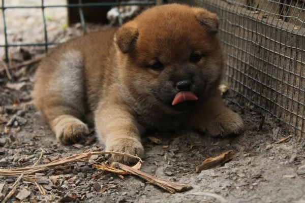 Shiba cucciolo con pedigree. | Foto 1