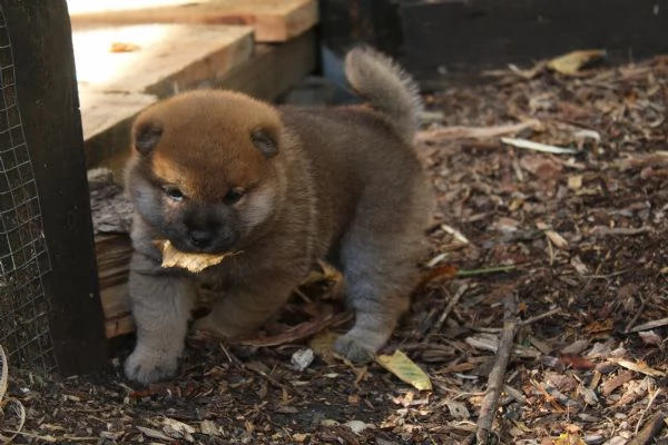 Shiba cucciolo con pedigree. | Foto 0