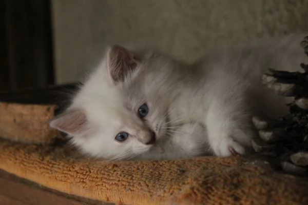 Ragdoll cuccioli con pedigree  | Foto 8
