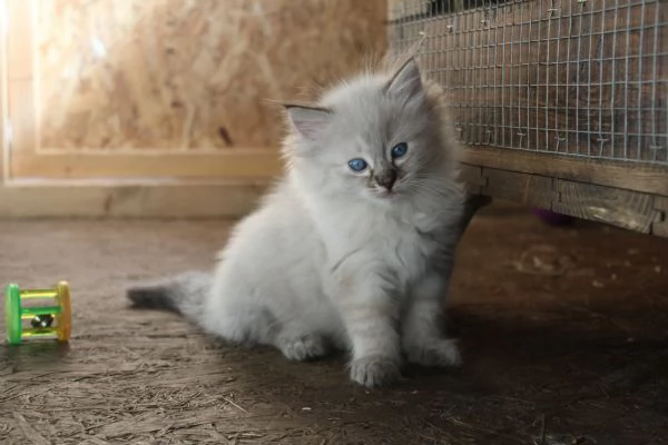 Ragdoll cuccioli con pedigree  | Foto 7