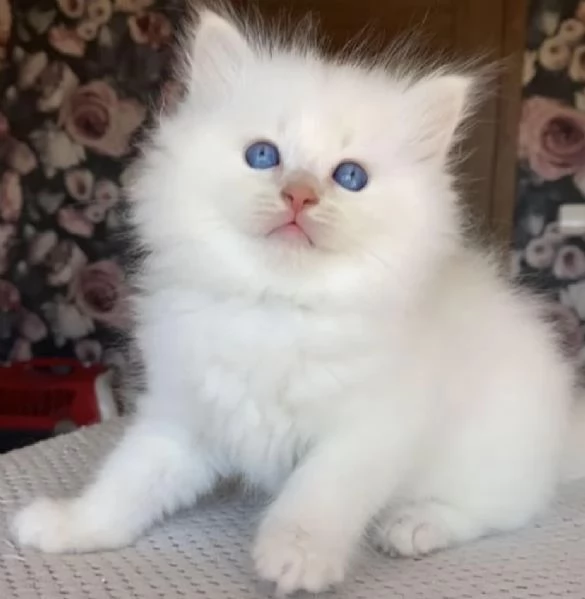 Ragdoll cuccioli con pedigree  | Foto 6