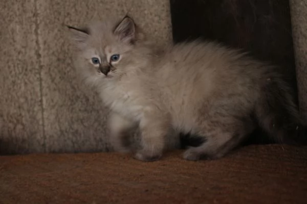 Ragdoll cuccioli con pedigree  | Foto 5