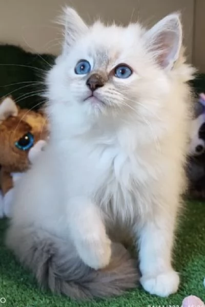 Ragdoll cuccioli con pedigree  | Foto 4