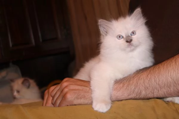 Ragdoll cuccioli con pedigree  | Foto 3