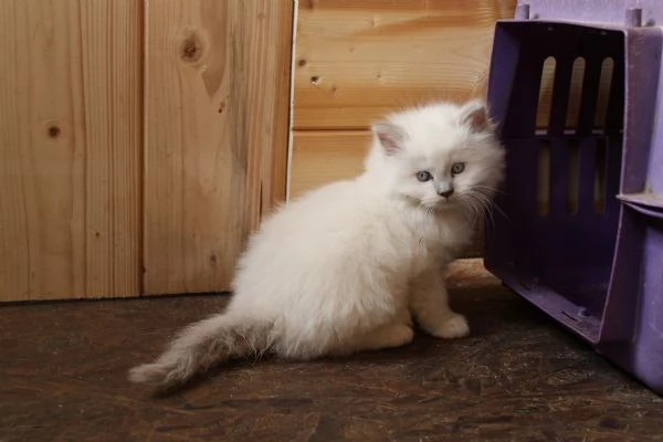 Ragdoll cuccioli con pedigree  | Foto 2