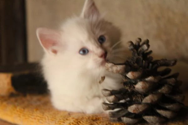 Ragdoll cuccioli con pedigree  | Foto 1